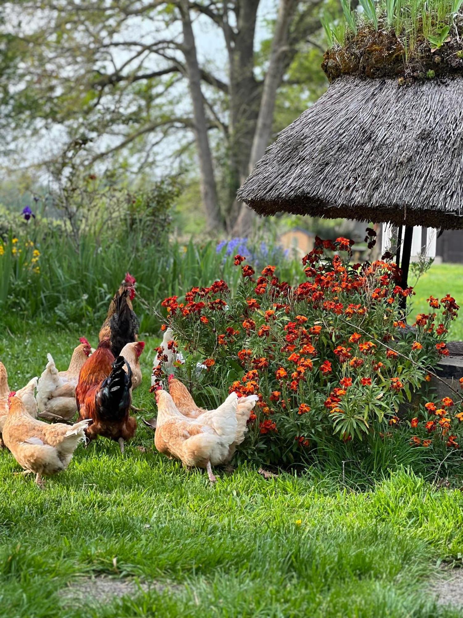 Le Domaine Caribou Bed & Breakfast Sainte-Opportune-la-Mare Екстериор снимка
